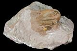 Tiny Zlichovaspis Trilobite With Micro Fossils #131291-2